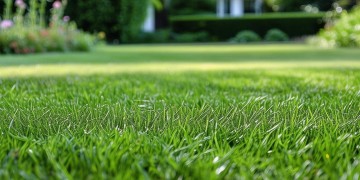 物业自己种草坪可行吗？